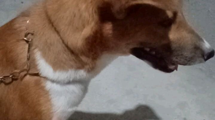 My attitude dog🐕