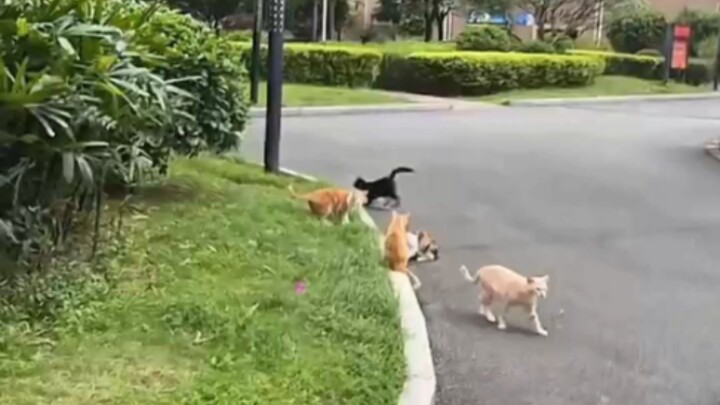 Kind-hearted Aunt lets her Hachiko roam free, but who’d expect the Hachiko squad to be wiped out ove