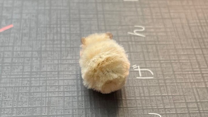 Chuột hamster mini / Que xoắn nhiều màu
