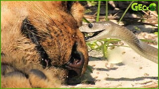 30 Scary Moment! Venomous Snake Defeats Lion With Horrible Bites | Animal Fight