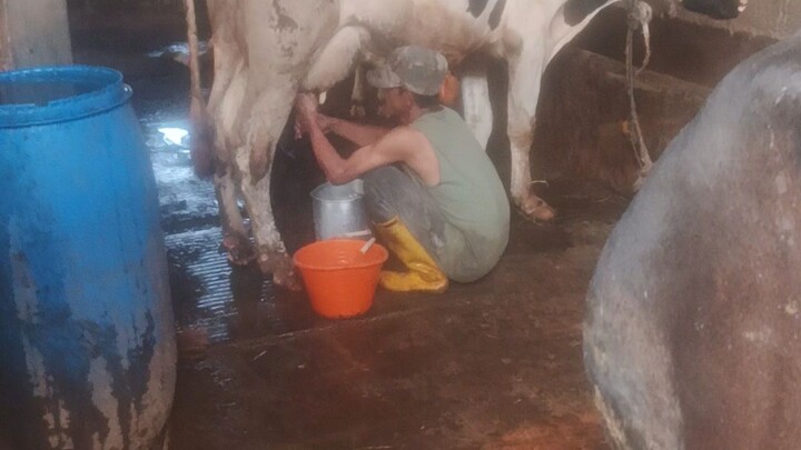 milking time