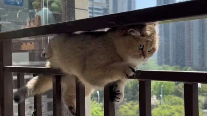 Cat: What are you grinning about all day long?