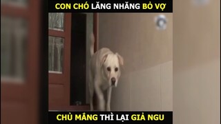 Chú chó lăng nhăng bỏ vợ, chủ nhà mắng lại giả ngu | LT Reivew