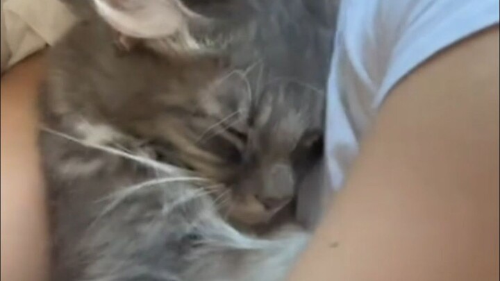 小猫不会说话，但是小猫爱你呀