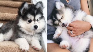 รวบรวมลูกสุนัขฮัสกี้น่ารักและน่ารัก 11 ลูกสุนัขฮัสกี้น่ารัก
