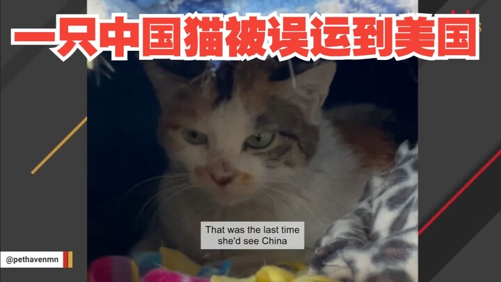 A Chinese Kitten Was Accidentally Shipped to the U.S.!