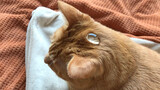 Netizen jangan bohong, ternyata bulu kucing itu memang tahan air.
