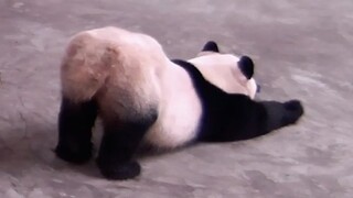 Pandas are So Cute!