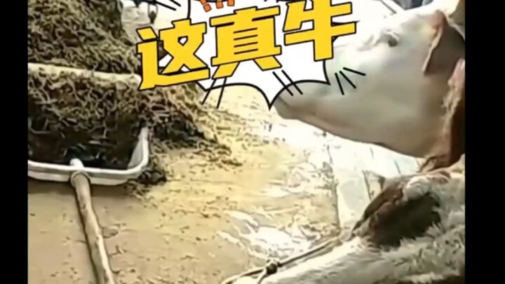 วัวตัวนี้ โคตรเจ๋งจริงๆ