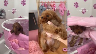 Chú chó xem xong video này cứ thở dài với tôi