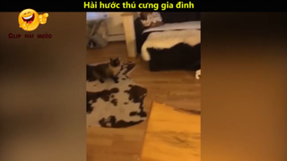 Hài hước thú cưng gia đình p2