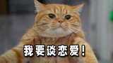 和布偶谈恋爱的橘猫的回应来了！