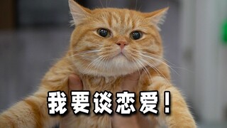 和布偶谈恋爱的橘猫的回应来了！