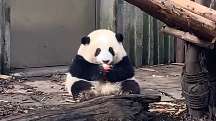 Little Hua Hua had her food stolen again, but luckily Daddy provided a special treat.