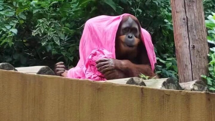 The animals in Hongshan Zoo are dying every day.