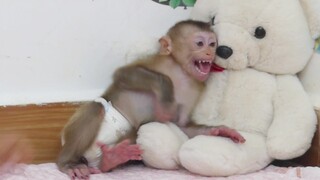 OMG!! Monkey Maki Feel Very Angry When Mom Calling Him Clean Diaper | Maki Cry loudly Until sleep