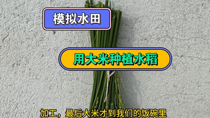 هل يمكن نجاح زراعة الأرز باستخدام الأرز في حقل أرز افتراضي؟