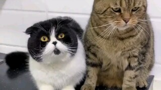 Kucing siapa ini, Mimi?