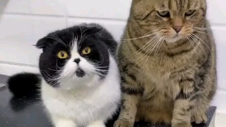 من صاحب القطة ميمي؟