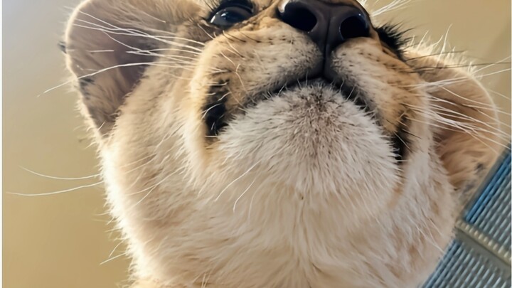 Little lion: Now it sleeps by your pillow—will you still dare to get close when it grows up?