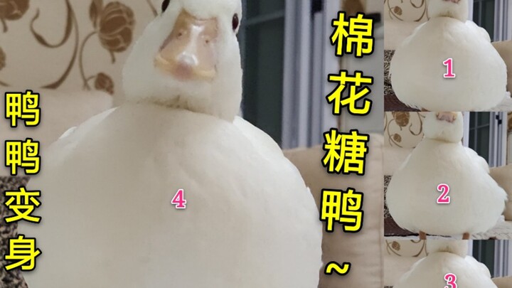 [Mulard Duck] You think I’m just a duck? Watch me transform into a super fluffy, marshmallow-soft du