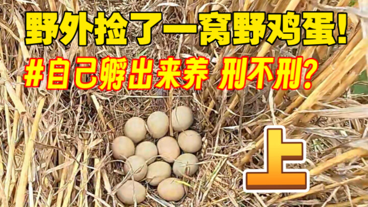 เจอไข่ไก่ป่าครั้งแรก! ตัวเองจะฟักออกมาได้ไหมนะ?