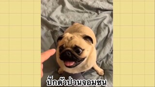 เพื่อนตัวน้อย สัตว์เลี้ยงแสนซน : ปั๊กตัวป่วนจอมซน