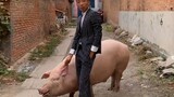 Fun | Hilarious Moments of Riding Pigs