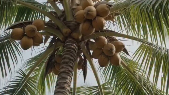 #viral#coconet #india