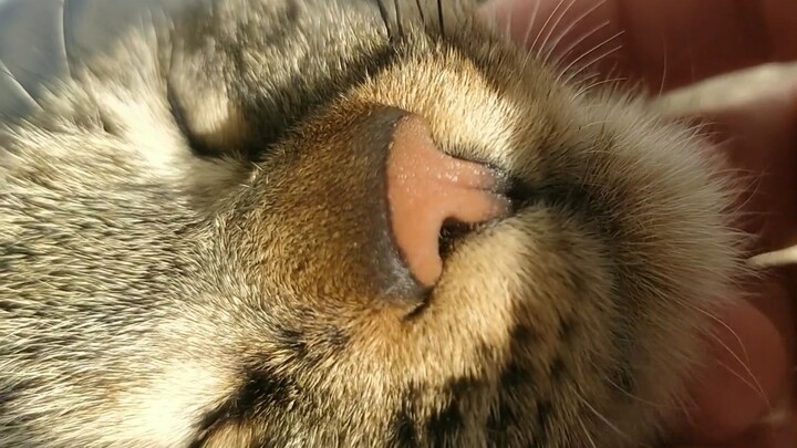 [Tabby Cat] I went all out to make a little hammock for my kitty—and took the chance to give her a f