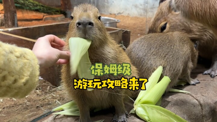 คู่มือสวนสัตว์ที่จับต้องได้และให้อาหารได้มาแล้ว!