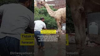 Ketentuan Kurban menurut Syariat Islam, Jangan Salah! #shorts