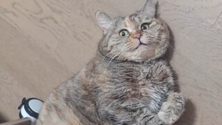 Hey, do you know how exhausted Mi is after sleeping all day?