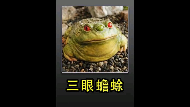 คางคกสามตาในตำนาน