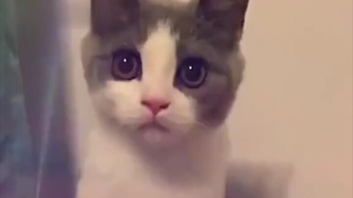 The cat suddenly realized it wasn’t a human.