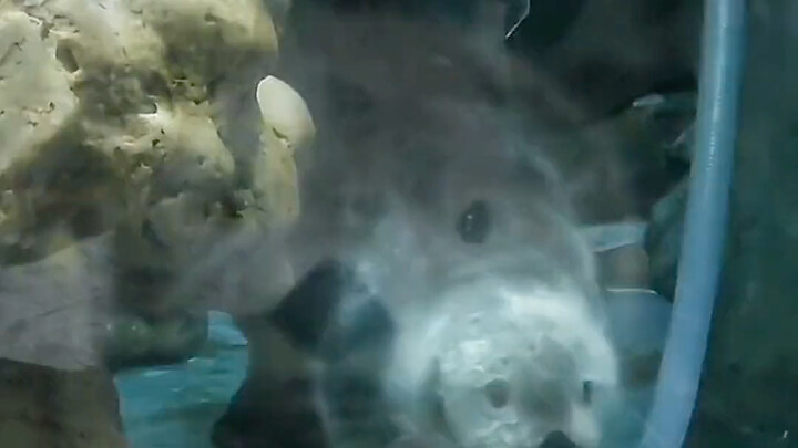 【Chú rái cá nhỏ】Đến một nơi xa lạ