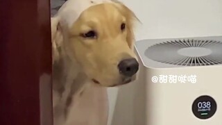 ลูกสุนัขจะไม่มีวันเป็นเพื่อนกับเจ้าของของมันอีกต่อไป!