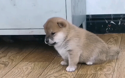 Those grumpy little puppies—when they get mad, they’re just too cute!