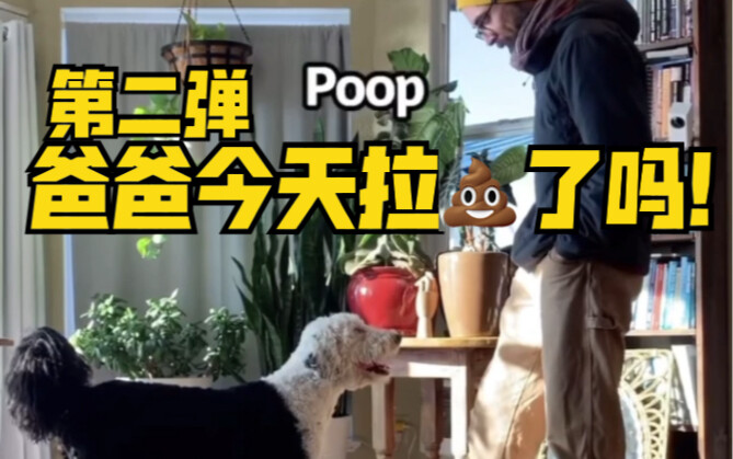 【Bunny, chú chó biết nói】Luôn quan tâm đến sức khỏe đường ruột của bố!