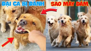 Thú Cưng Vlog | Trứng Bạc Và Trứng Vàng #44 | Chó gâu đần thông minh vui nhộn | Funny pets smart dog