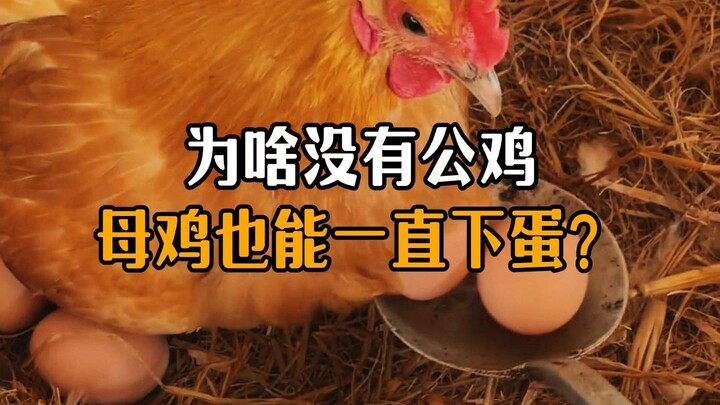 Why can hens keep laying eggs even without a rooster?