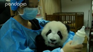 【Panda】Baby panda is so cute when it's drinking milk!
