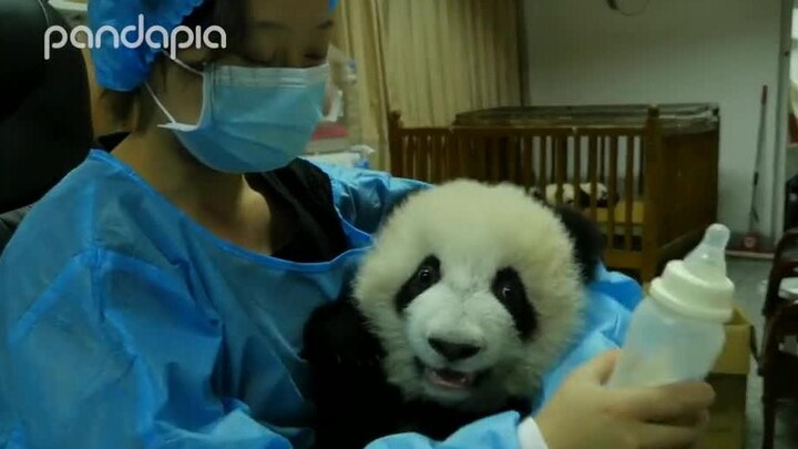 【Panda】Baby panda is so cute when it's drinking milk!