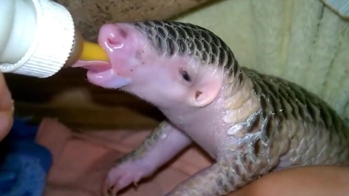 Pangolin Merawat Anak