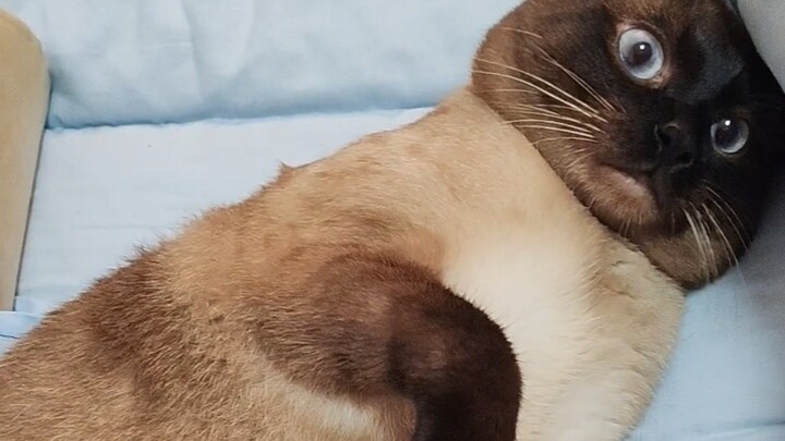 ฉันจะซุกตัวนอนอยู่ใต้ผ้าห่มของคุณ