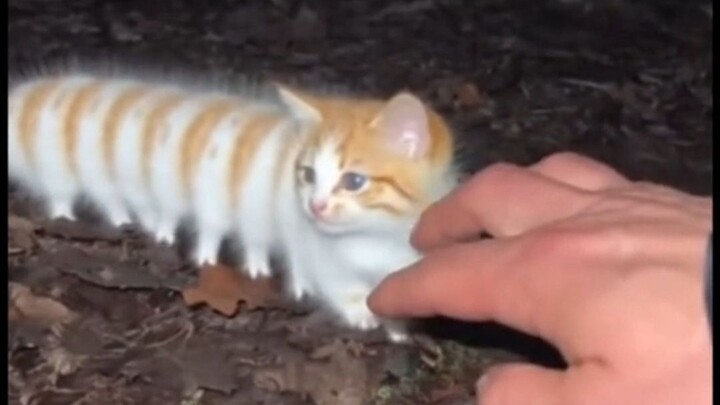 Catworm: Loves eating apples, very cute and non-aggressive