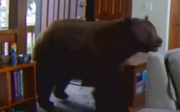 【Fun Nature】Baby Bear’s Violent Intrusion