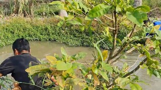 Ra Vườn Bác Út Ở Xóm Chài Cá Về Nấu Canh Chua Bông Súng Ngon Không Tưởng