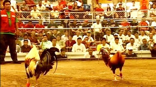 Classic Sabong Fights... The Late Legend Otic Geroso vs. Benny Ong Candelaria 2009