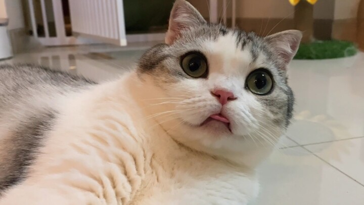 Đòi hôn mèo không được, lại bị ăn một cái tát vào mặt.